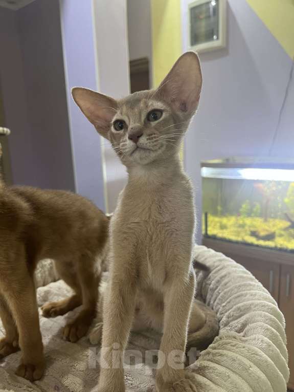 Кошки в Самаре: Аби-малыши Мальчик, Бесплатно - фото 5