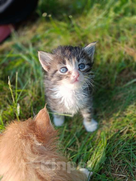 Кошки в Москве: Ласковый малыш Мальчик, Бесплатно - фото 2