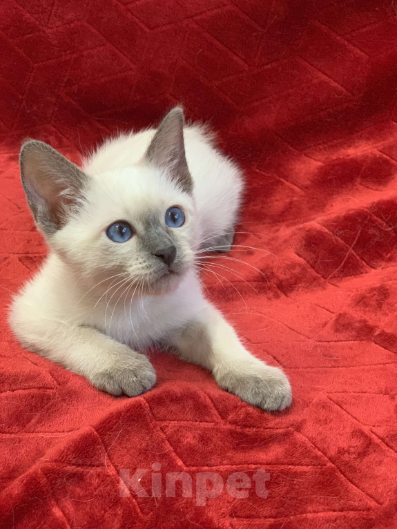 Кошки в Москве: ✨Тайский котёнок блю-пойнт, 3 месяца ✨ Мальчик, Бесплатно - фото 3