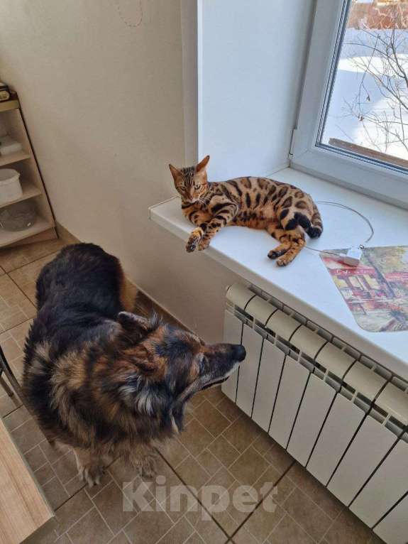 Кошки в Краснокамске: Киса Рыся 3 года потерялась Девочка, 25 000 руб. - фото 2