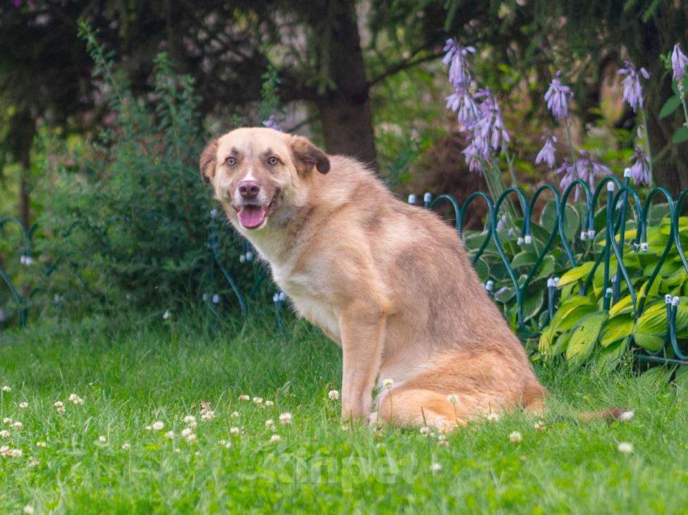 Собаки в Москве: Небольшая особенная собачка в поисках дома и семьи! Девочка, Бесплатно - фото 5