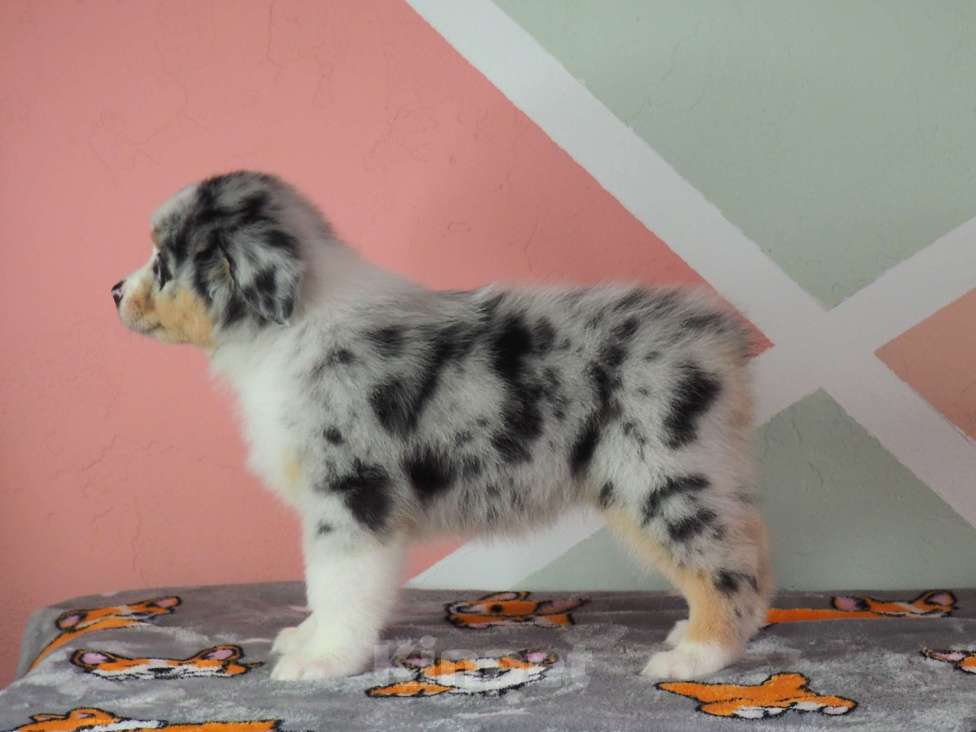 Собаки в Липецке: Австралийская овчарка Девочка, 130 000 руб. - фото 6