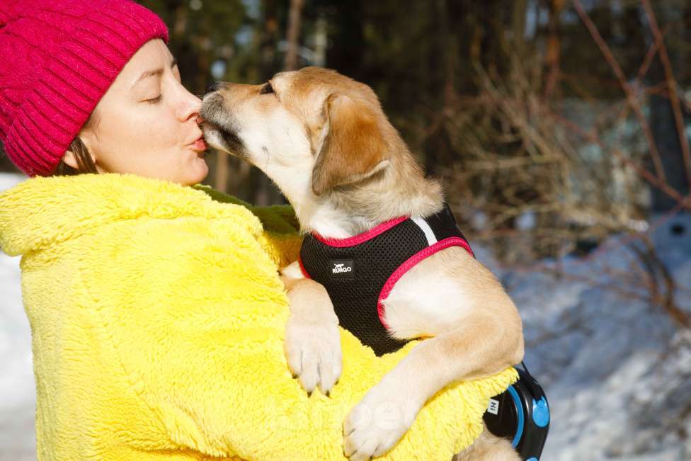 Собаки в Москве: Рыжий щенок девочка в добрые руки Мальчик, 11 руб. - фото 5