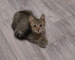 Кошки в Люберцах: Котенок в добрые руки Мальчик, Бесплатно - фото 2