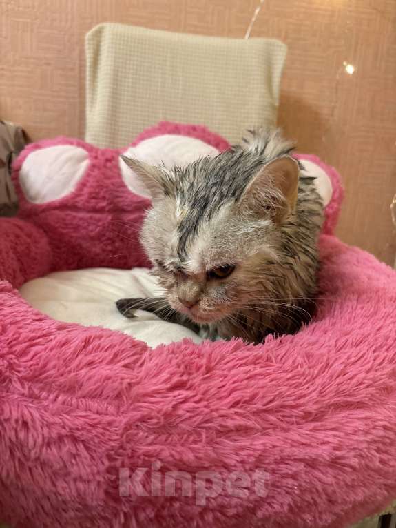 Кошки в Костроме: Срочно ищем дом для кошечки /сбор на лечение  Девочка, Бесплатно - фото 2