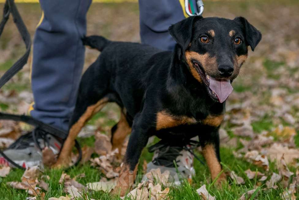 Собаки в Москве: Кекс Мальчик, Бесплатно - фото 3