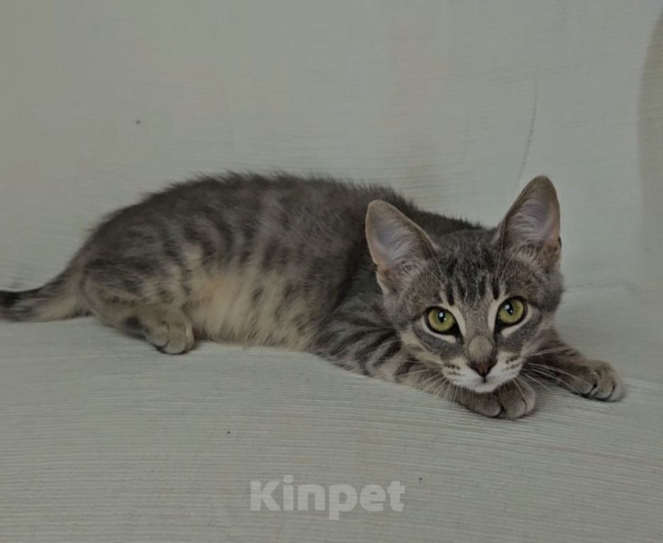 Кошки в Москве: Котенок Адель ищет дом Девочка, Бесплатно - фото 7
