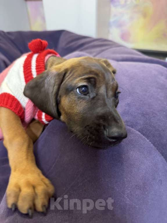 Собаки в Санкт-Петербурге: Щенок редкой породы Баварской горной гончей Девочка, 75 000 руб. - фото 2