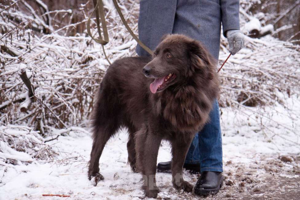 Собаки в Балашихе: Смокки - настоящий красавец Мальчик, Бесплатно - фото 4