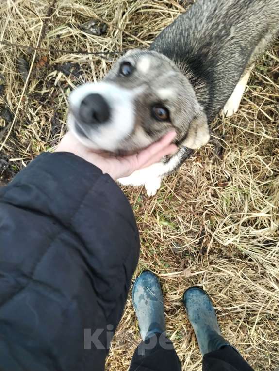 Собаки в других городах Московской области: Найдены два щенка в районе р. п. Сычево, Волоколамский район. Мальчик, Бесплатно - фото 1