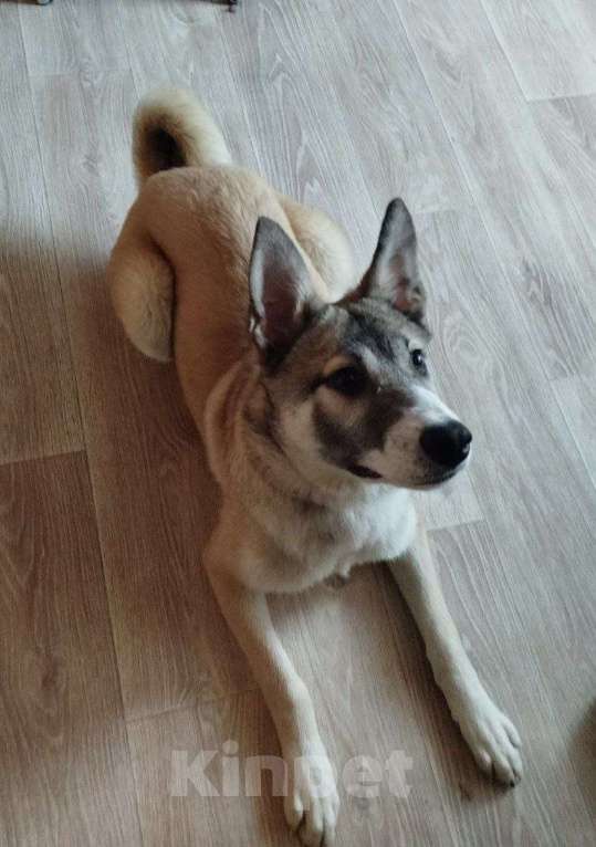 Собаки в других городах Московской области: Тейси в добрые руки Девочка, Бесплатно - фото 4