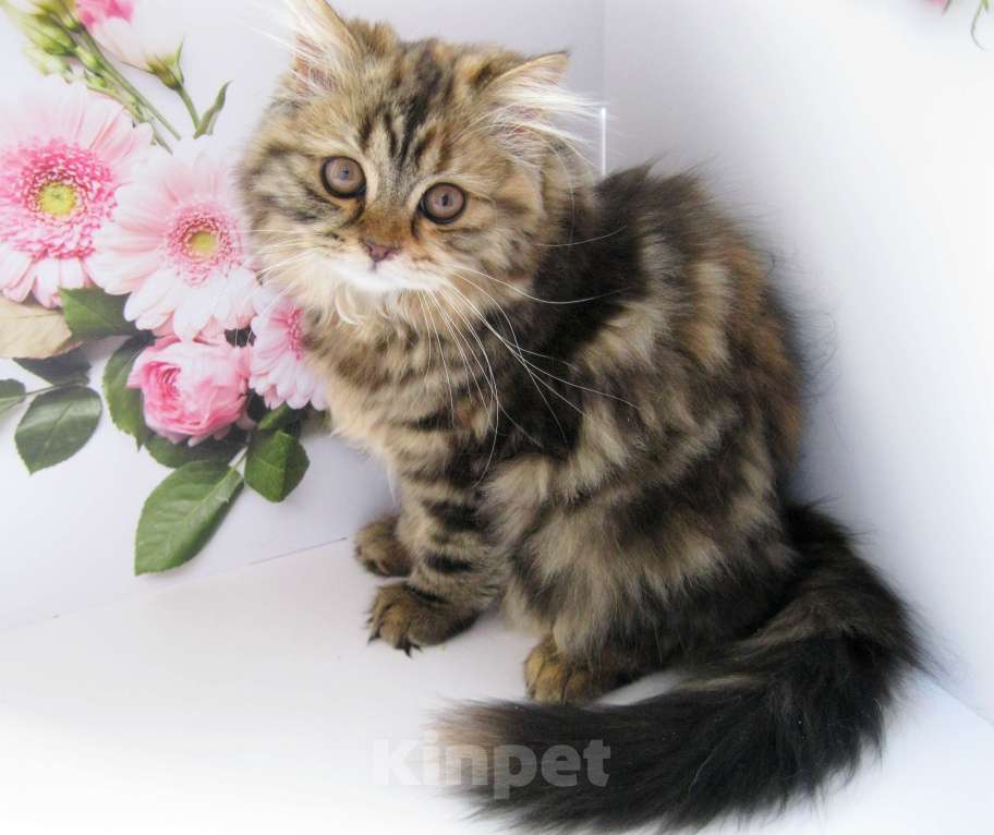 Кошки в Ставрополе: Шотландские красавчики Мальчик, 10 000 руб. - фото 8