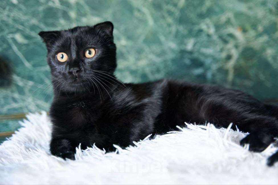 Кошки в Москве: Ласковый котенок в добрые руки Мальчик, Бесплатно - фото 4