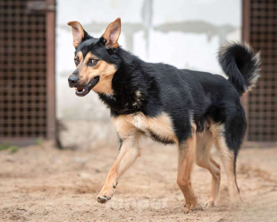 Собаки в Москве: Джек - красивый токсик Мальчик, Бесплатно - фото 5