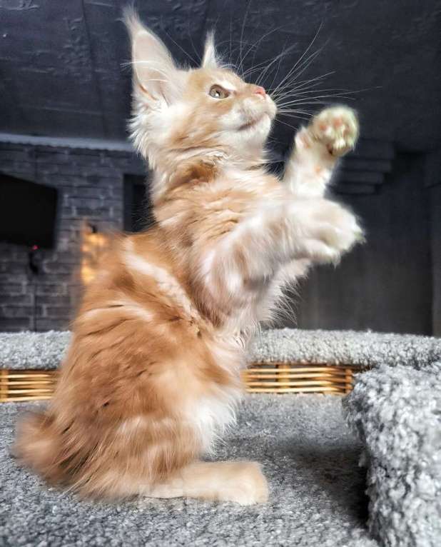 Кошки в Кемерово: Девочка Мейн-кун Девочка, 37 000 руб. - фото 3