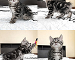 Кошки в Москве: Котята курильского бобтейла серебро (кш) Мальчик, 33 000 руб. - фото 6