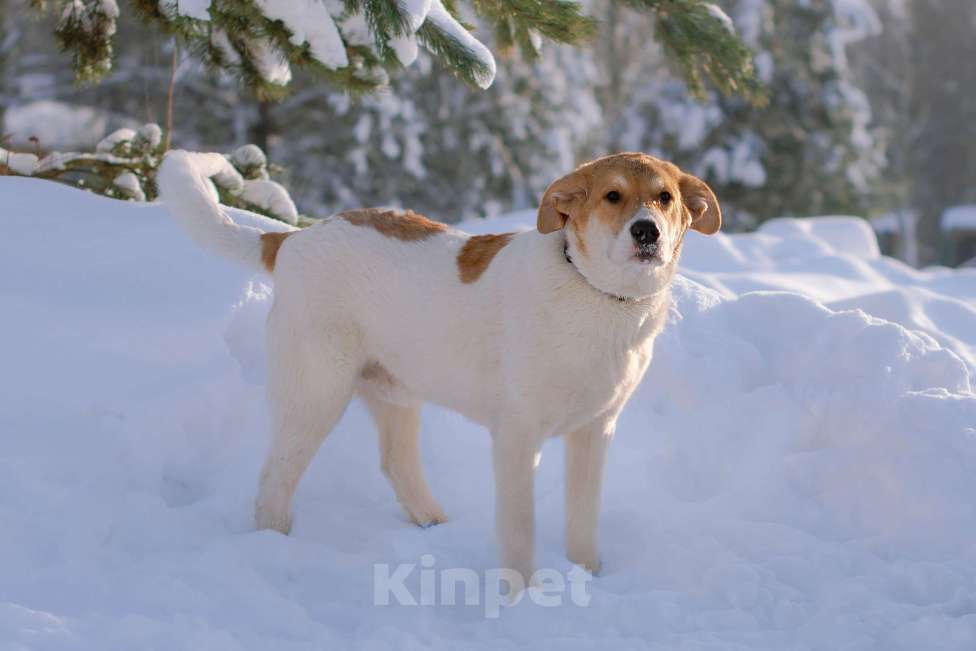 Собаки в Москве: Белый щенок Дин от папы-алабая ищет дом Мальчик, Бесплатно - фото 3