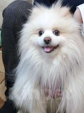 Собаки в Каменске-Уральском: Зовут лео Мальчик, 6 000 руб. - фото 1