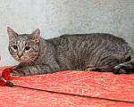 Кошки в Санкт-Петербурге: Ищет дом молодой тигровый котик Сема Мальчик, 10 руб. - фото 6