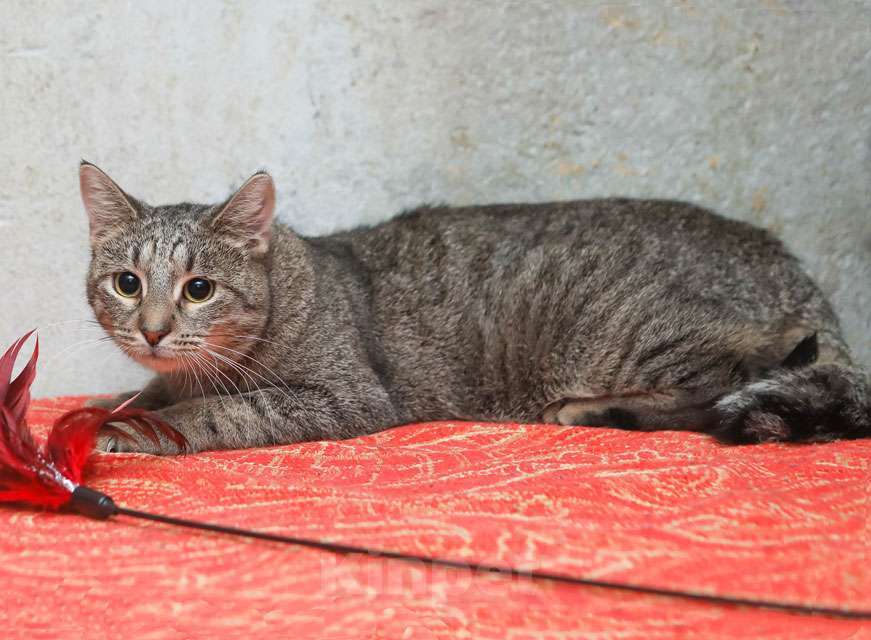 Кошки в Санкт-Петербурге: Ищет дом молодой тигровый котик Сема Мальчик, 10 руб. - фото 6