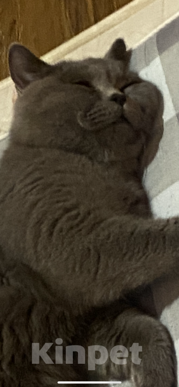 Кошки в Москве: Кот британец 1 год  Мальчик, Бесплатно - фото 3