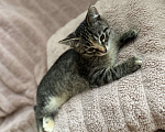 Кошки в Ореховом-Зуево: Котенок в добрые руки Девочка, Бесплатно - фото 3
