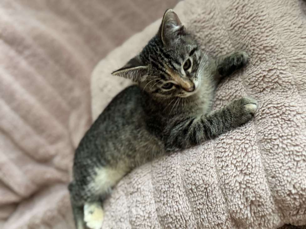 Кошки в Ореховом-Зуево: Котенок в добрые руки Девочка, Бесплатно - фото 3