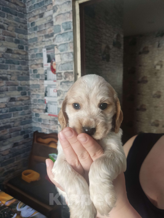 Собаки в Копейске: Щенок спаниель (девочка) Девочка, 10 000 руб. - фото 4