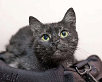 Кошки в Калуге: Кошка - кенгурёшка Фенечка ищет добрые руки. Девочка, Бесплатно - фото 1