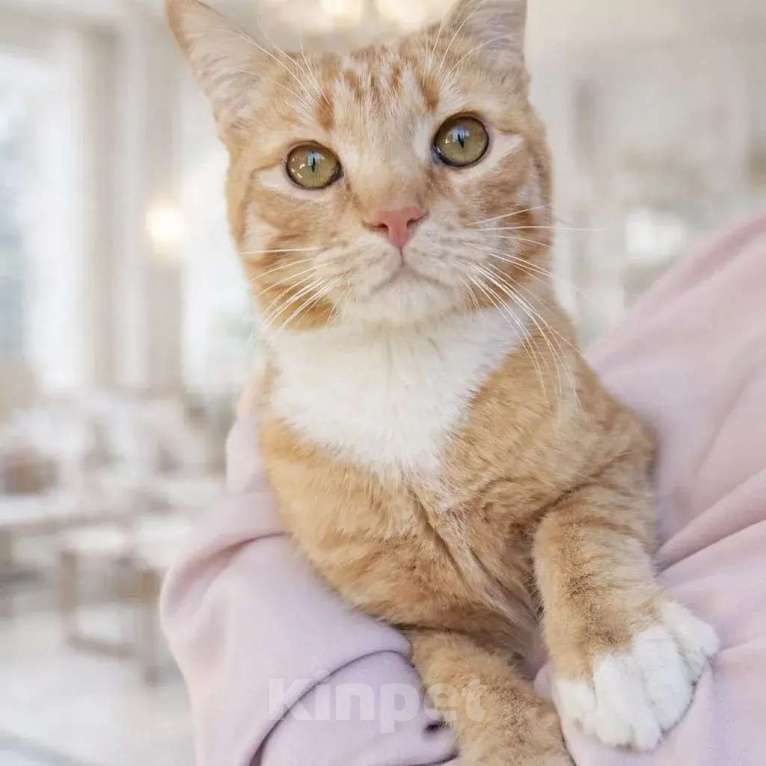 Кошки в других городах Московской области: Кот в добрые руки Мальчик, Бесплатно - фото 1