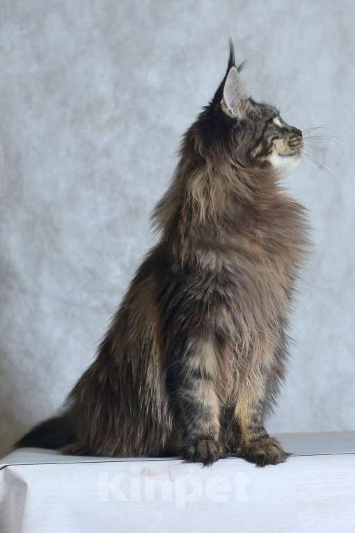 Кошки в Москве: Кошечка Девочка, 35 000 руб. - фото 1