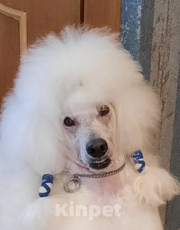 Собаки в Санкт-Петербурге: Щенки малого пуделя Мальчик, 80 000 руб. - фото 9