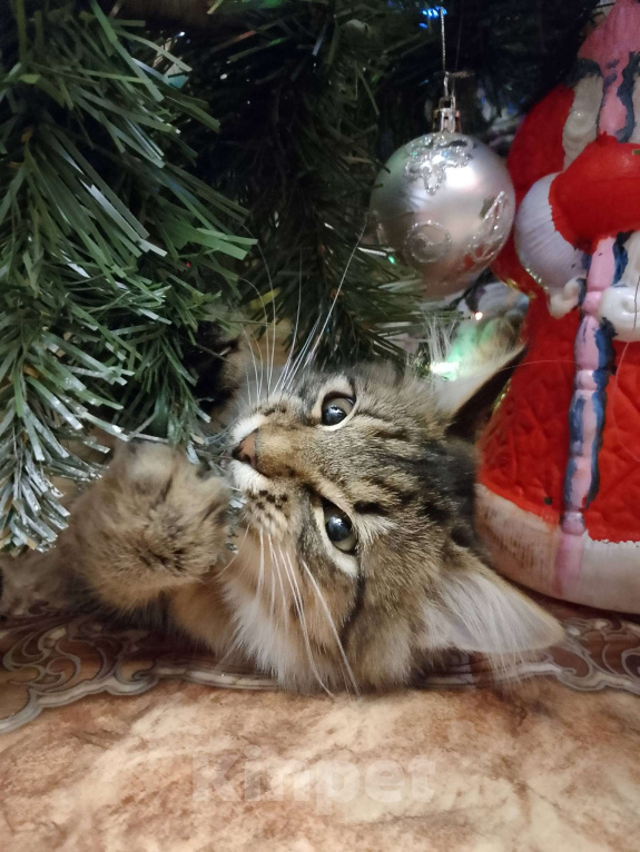 Кошки в Тамбове: Мотя ищет хозяина Мальчик, Бесплатно - фото 6