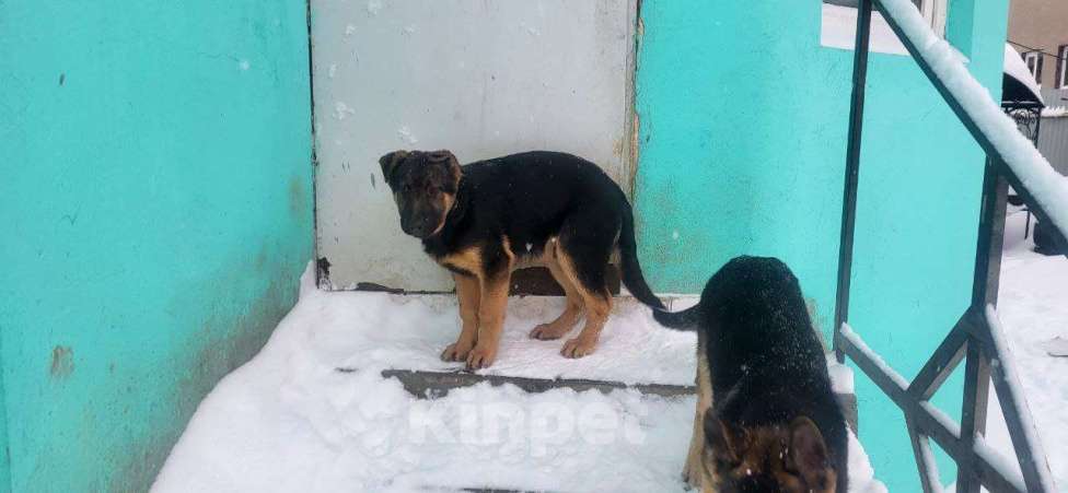 Собаки в других городах Московской области: Щенки Восточно европейской овчарки Девочка, Бесплатно - фото 9