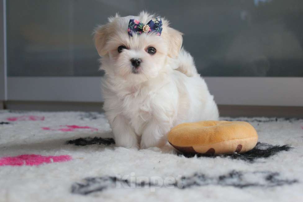 Собаки в Омске: Мальтезе красивый мини малыш Мальчик, 75 000 руб. - фото 2