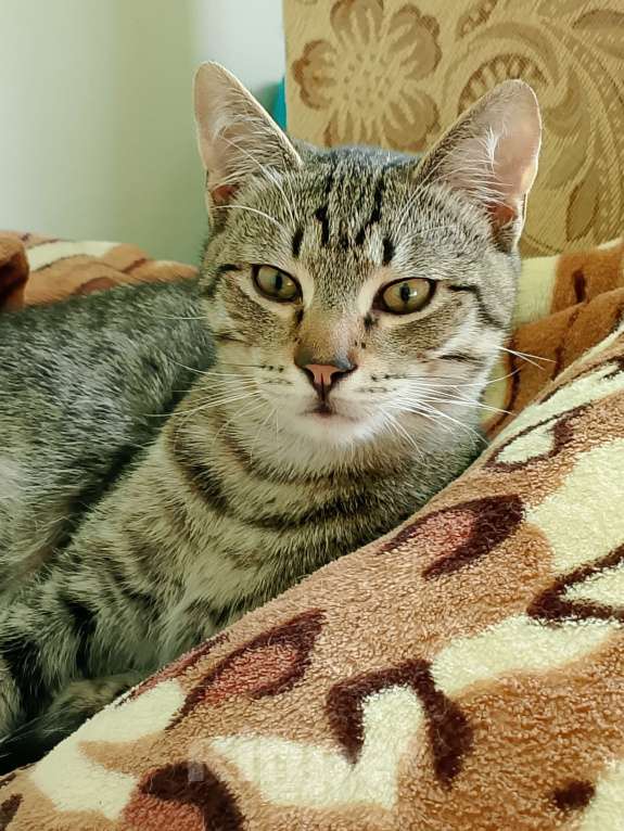 Кошки в других городах Краснодарского края: Котята в добрые руки Разнополые, Бесплатно - фото 3