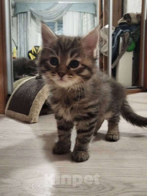 Кошки в Омске: Породистый сибирский котёнок Мия  Девочка, 10 000 руб. - фото 6