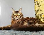 Кошки в Москве: Котёнок Мейн-кун Девочка Девочка, 40 000 руб. - фото 9