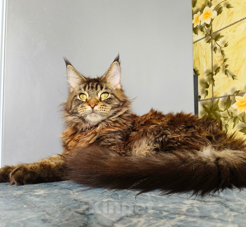 Кошки в Москве: Котёнок Мейн-кун Девочка Девочка, 40 000 руб. - фото 9