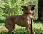 Собаки в Ногинске: Варя ждет свою семью в приюте Девочка, Бесплатно - фото 8