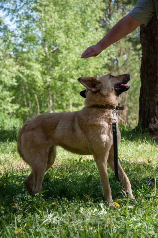 Собаки в Ногинске: Варя ждет свою семью в приюте Девочка, Бесплатно - фото 8