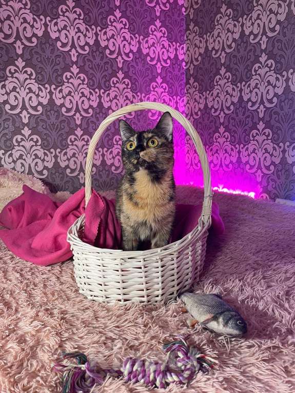 Кошки в Москве: Кошечка Сальма Девочка, Бесплатно - фото 5