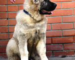 Собаки в Самаре: КАВКАЗСКАЯ ОВЧАРКА Мальчик, 40 000 руб. - фото 2