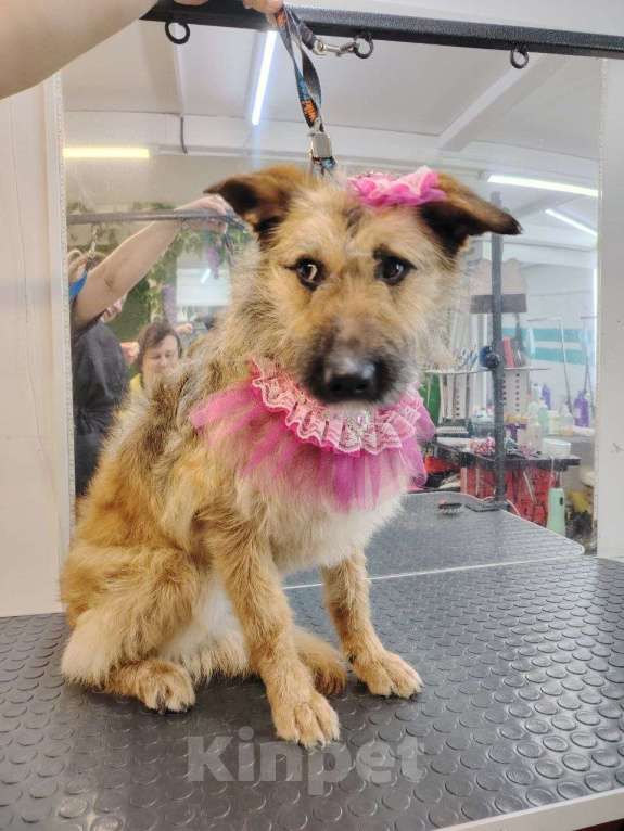 Собаки в Москве: Пальма 2 года! Девочка, Бесплатно - фото 1