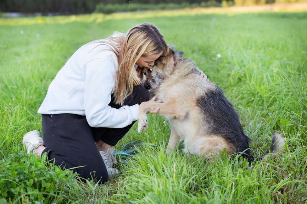 Собаки в Москве: Собака в поисках семьи! Мальчик, Бесплатно - фото 7