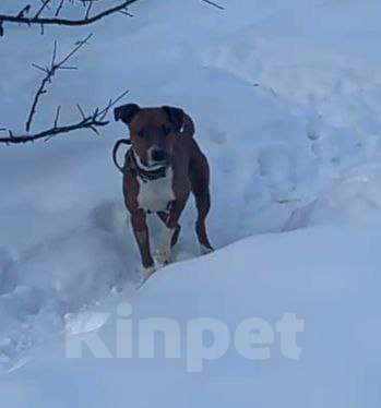 Собаки в других городах Московской области: Юнити стаффордшир из Якутска Девочка, Бесплатно - фото 6
