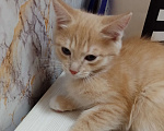 Кошки в Тюмени: Отдам в хорошие руки трёх котят. Возраст 2,5 месяца.  Мальчик, Бесплатно - фото 1