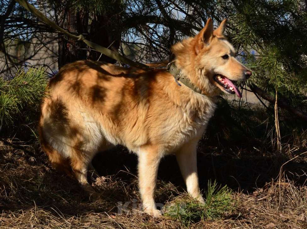 Собаки в Воронеже: Собака компаньон в поисках дома Мальчик, Бесплатно - фото 2