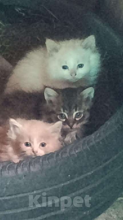 Кошки в Москве: Котята в добрые руки Мальчик, Бесплатно - фото 2