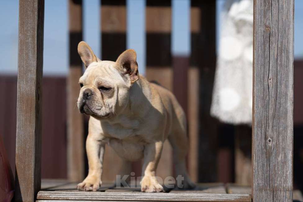 Собаки в других городах Московской области: Лора бесподобная девочка Девочка, 150 000 руб. - фото 5